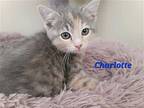 Charlotte (24-412), Domestic Mediumhair For Adoption In Seven Valleys