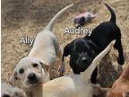 Audrey, Labrador Retriever For Adoption In Weeki Wachee, Florida