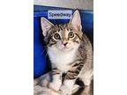 Speedway, Domestic Shorthair For Adoption In Georgetown, Ohio