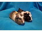 Spanky And Alfalfa, Guinea Pig For Adoption In South Bend, Indiana