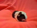 Phoenix And Storm, Guinea Pig For Adoption In South Bend, Indiana