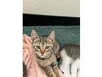 Truffle, Domestic Shorthair For Adoption In Fort Collins, Colorado