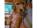 Goldendoodle Puppy for sale in Lyons, MI, USA