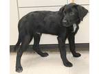Rudy, Labrador Retriever For Adoption In Forrest City, Arkansas