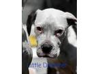 Little Dreamer, American Staffordshire Terrier For Adoption In Wenonah