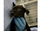 Melody, Labrador Retriever For Adoption In Santa Paula, California