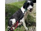 Gaga, Portuguese Water Dog For Adoption In Grovertown, Indiana