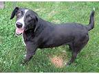 Pepper, Labrador Retriever For Adoption In Grovertown, Indiana