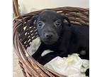 Bock, Terrier (unknown Type, Medium) For Adoption In Jacksonville