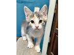 Storm, Domestic Shorthair For Adoption In Fern Park, Florida