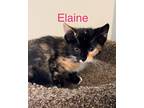 Elaine, Domestic Shorthair For Adoption In Fern Park, Florida