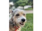 Baxter, Terrier (unknown Type, Small) For Adoption In Houston, Texas