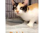 Patches, Domestic Shorthair For Adoption In Burlington, Iowa