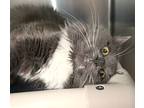 Karma, Domestic Longhair For Adoption In Forked River, New Jersey