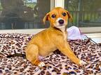 Locklyn, Terrier (unknown Type, Medium) For Adoption In San Antonio, Texas