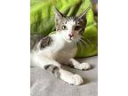 Buttercup, Domestic Shorthair For Adoption In Panama City Beach, Florida