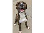 Donovan, American Pit Bull Terrier For Adoption In Des Moines, Iowa