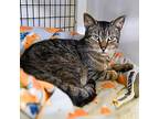 Sammy, Domestic Shorthair For Adoption In W. Windsor, New Jersey