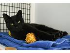 Coco, Domestic Shorthair For Adoption In W. Windsor, New Jersey