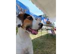 Hailey, Parson Russell Terrier For Adoption In Houston, Texas