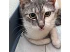 Sparklers, Domestic Shorthair For Adoption In Toms River, New Jersey
