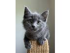 Thackery, Domestic Shorthair For Adoption In Quesnel, British Columbia