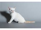 Coconut, Siamese For Adoption In Pearland, Texas