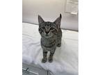 Josie, Domestic Shorthair For Adoption In Greater Napanee, Ontario