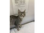 Jazzy, Domestic Shorthair For Adoption In Greater Napanee, Ontario