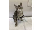 Jade, Domestic Shorthair For Adoption In Greater Napanee, Ontario