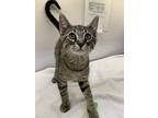Jasper, Domestic Shorthair For Adoption In Greater Napanee, Ontario