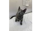Juno, Domestic Shorthair For Adoption In Greater Napanee, Ontario