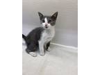 Checkers, Domestic Shorthair For Adoption In Greater Napanee, Ontario