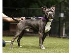 Daniel, American Staffordshire Terrier For Adoption In Raleigh, North Carolina