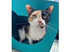 Cali, Domestic Shorthair For Adoption In Fort Myers, Florida