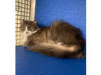 Cinco, Domestic Longhair For Adoption In Picayune, Mississippi