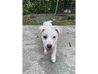 Casper, Jack Russell Terrier For Adoption In Gillsville, Georgia