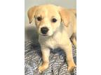 Luna, Labrador Retriever For Adoption In Yuba City, California