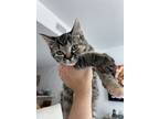Lucky, Domestic Shorthair For Adoption In Miami, Florida