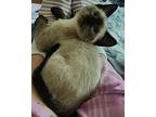 Lizzie, Siamese For Adoption In Mansfield, Texas