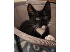 Oreo, Domestic Shorthair For Adoption In Mansfield, Texas