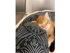 Male Kitty, Domestic Shorthair For Adoption In Clinton, South Carolina
