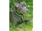 Mac, American Staffordshire Terrier For Adoption In Boardman, Ohio