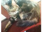 Lolo - At Leesburg Petco, Domestic Longhair For Adoption In Frederick, Maryland