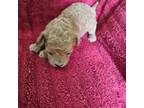 Mutt Puppy for sale in Arab, AL, USA