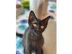 Midnight, Domestic Shorthair For Adoption In Palatine, Illinois