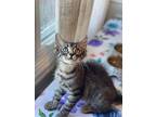 Tabby, Domestic Shorthair For Adoption In Palatine, Illinois