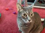Wally, Domestic Shorthair For Adoption In Milltown, New Jersey