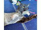 Hope, Domestic Shorthair For Adoption In Oakland Park, Florida