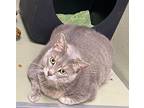 Mimi, Domestic Shorthair For Adoption In Milltown, New Jersey